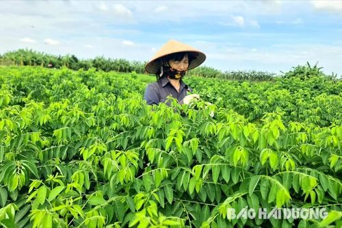 Trồng loại rau này, nông dân tỉnh Hải Dương cứ chục ngày có tiền triệu