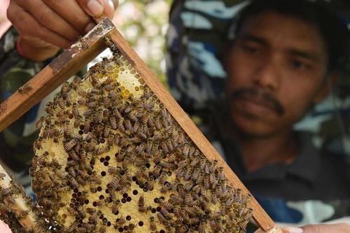Ấn Độ triển khai 'chiến binh ong' dọc biên giới với Bangladesh