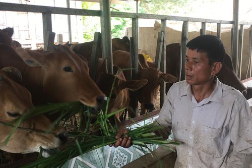 Thoát nghèo nhờ nuôi bò vỗ béo bán chăn thả ở miền 'sơn cốc'