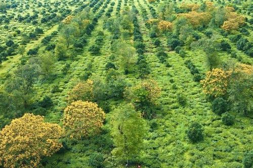Rực rỡ sắc vàng trên đồi chè trăm tuổi ở Gia Lai
