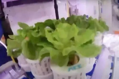 Trung Quốc trồng thành công rau diếp và cà chua trên trạm vũ trụ Thiên Cung