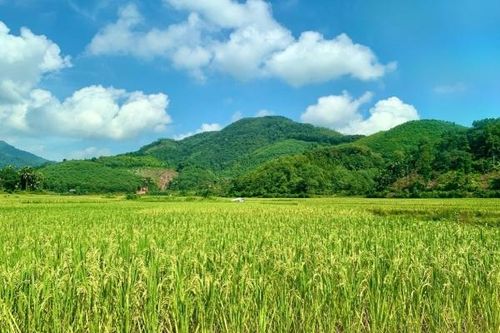 Trải nghiệm của khách du lịch ở Bản Cỏi
