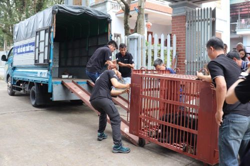 Người dân tự nguyện bàn giao cá thể gấu ngựa nặng gần 160kg