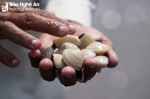Nông dân Nghệ An nuôi ngao rải vụ, thu hoạch quanh năm không lo ép giá