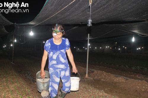 Nông dân Quỳnh Lưu chong đèn xuống giống vụ hoa Tết