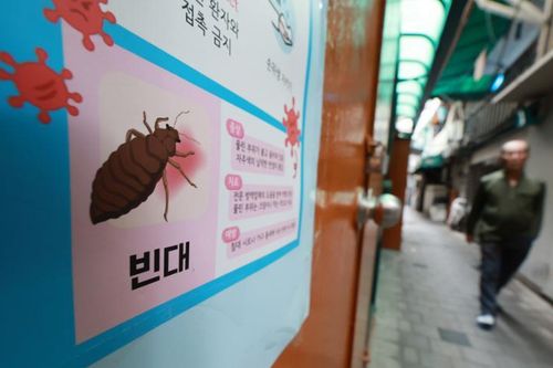 Người Hàn Quốc chật vật đối phó với làn sóng 'siêu rệp'