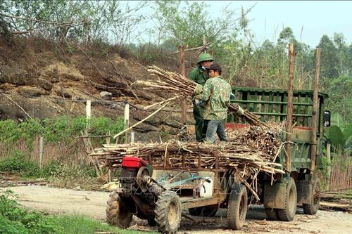 Áp dụng các chính sách tăng lợi nhuận cho người trồng mía