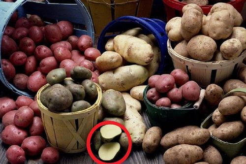 Vùi củ khoai tây xuống cát: Cả tháng không lo điều này, bỏ túi ngay để áp dụng