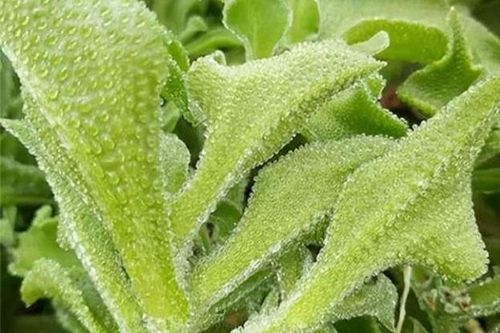 Loại rau có lượng canxi gấp 6 lần sữa chua, giá lên tới 150.000 đồng/kg, lùng mua cũng khó