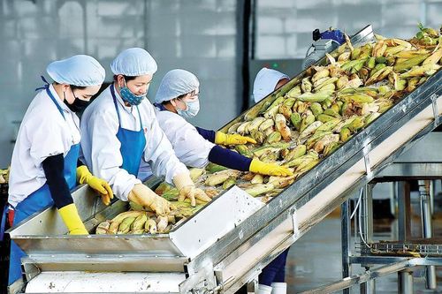 Cần hành động sớm để nông sản Việt thích ứng với đạo luật EUDR