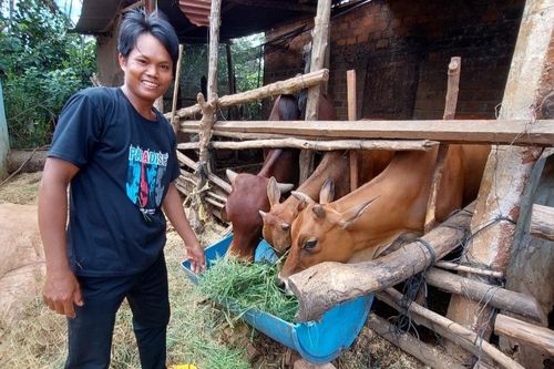 Gia Lai: Tăng tốc triển khai dự án hỗ trợ phát triển sản xuất nông nghiệp