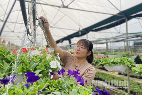 Các nhà vườn tích cực chuẩn bị hoa Tết