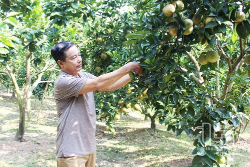 Minh Đức phát triển vùng cây ăn quả tập trung
