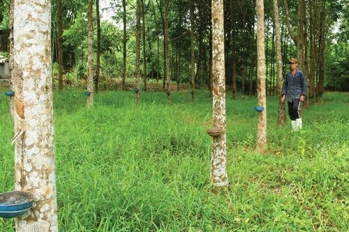 Thoát nghèo lên... phố - Kỳ 3: Quyết không tái nghèo