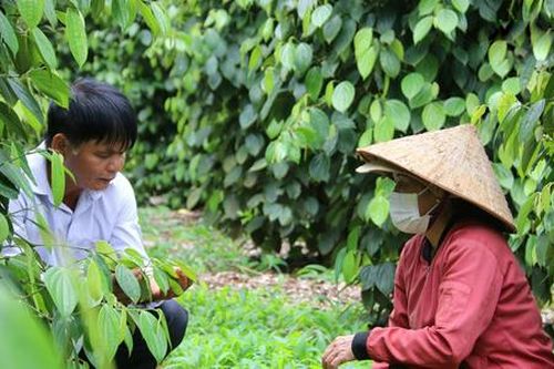 HTX 'bắc cầu' cho nông dân liên kết với doanh nghiệp để cùng giàu lên