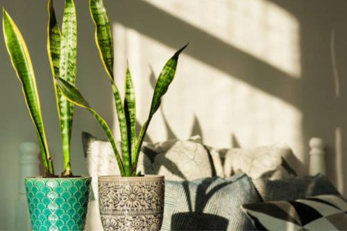 9 loại cây nếu đặt trong phòng ngủ sẽ giúp bạn ngủ ngon