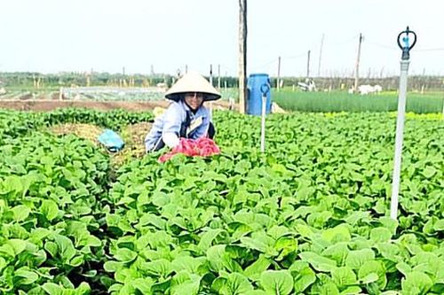 Nhân giá trị các mô hình kinh tế