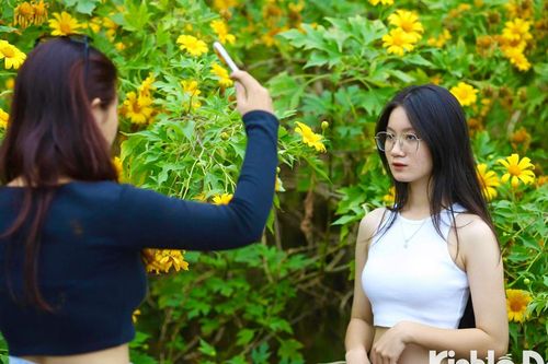 Giới trẻ rủ nhau đi check-in với hoa Dã Quỳ nở rộ tại Ba Vì