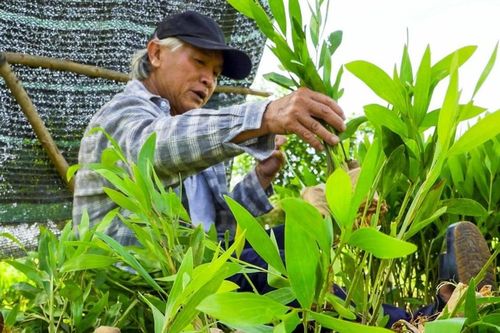 Quảng Ngãi: Tìm hướng phát triển bền vững cho 'cây thoát nghèo'