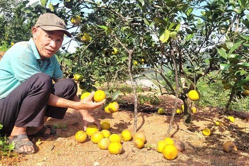 Hà Tĩnh: Cam rụng hàng loạt, thiệt hại lớn về kinh tế