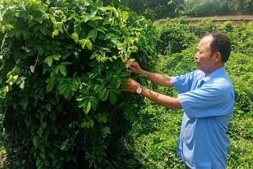 Huyện Yên Dũng, Bắc Giang phấn đấu đạt mục tiêu xây dựng nông thôn mới nâng cao