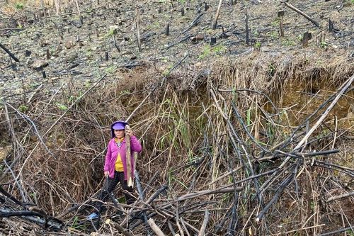 Quảng Ngãi: Hơn 8.200ha keo bị bệnh chết héo
