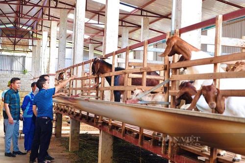 Nuôi dê ăn lộc lá, anh nông dân miền Tây Nghệ An tự tin thắng lớn
