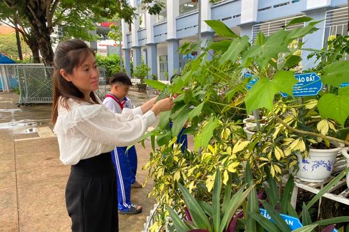Hiệu quả lớn từ xanh hóa trường học