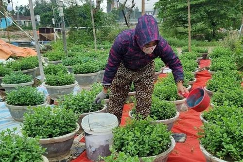 Người trồng hoa ở Thừa Thiên Huế hối hả vào vụ Tết