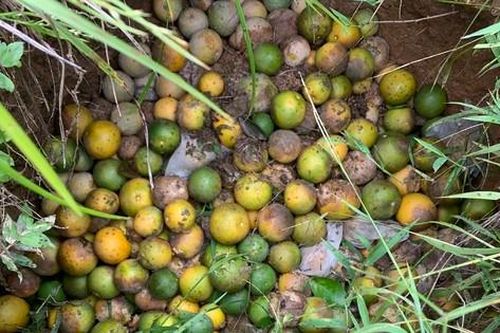 Dân trồng cam, bưởi đặc sản thiệt hại nặng sau mưa lũ