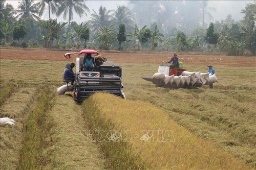 Liên kết tiêu thụ lúa Hè Thu, nông dân trúng giá, bội thu