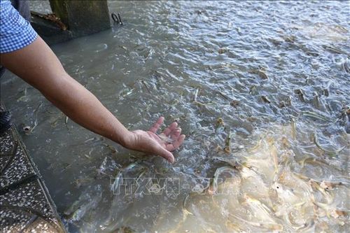 Thích thú với đàn cá tự nhiên nổi kín cả bến sông