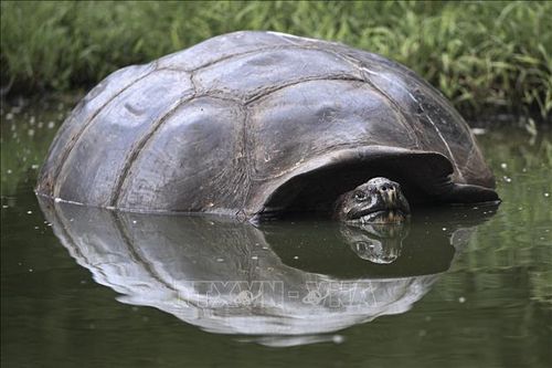 Rác thải đe dọa loài rùa khổng lồ Galapagos