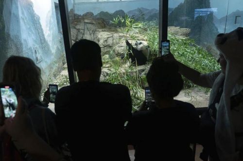 Vết nứt trong chính sách 'ngoại giao gấu trúc' Mỹ-Trung