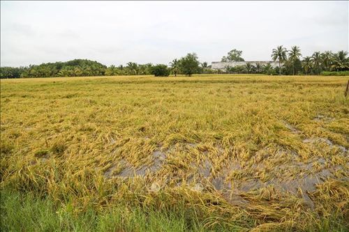 Tây Ninh: Mưa lớn kéo dài kèm theo dông lốc gây thiệt hại lớn
