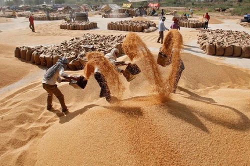 Ấn Độ siết xuất khẩu gạo: Tác động mạnh tới nguồn cung toàn cầu