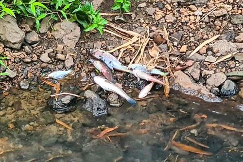 Đồng Nai: Xác minh thông tin cá chết ở suối Bí