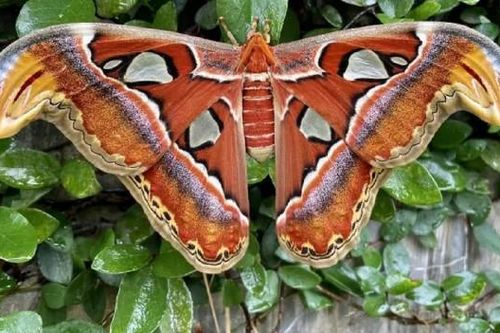 Loài bướm lớn nhất thế giới được xếp vào Sách Đỏ Việt Nam, màu sắc đẹp mê ly như bức tranh của tạo hóa