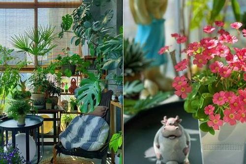 3 mẹo hay giúp cô gái trẻ nổi tiếng nhờ trồng hoa trên ban công 9m2