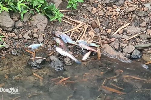 Huyện Thống Nhất: Xác minh thông tin cá chết ở suối Bí
