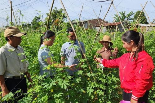 Pleiku: 35 học viên tham gia lớp trồng rau an toàn