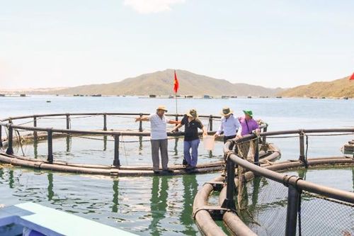Nuôi cá chim bằng lồng HDPE: Hiệu quả bền vững