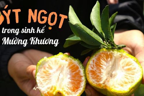 Quýt ngọt trong sinh kế tại Mường Khương