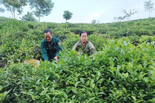 Nông dân Mường Khương thu hơn 218 tỷ đồng từ bán chè búp tươi