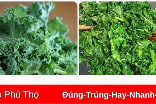 Loại rau nhiều canxi vượt xa trứng và sữa, nhà nào cũng có thể trồng được