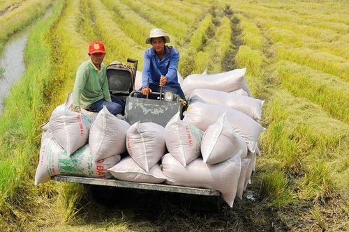 Doanh thu lớn nhưng doanh nghiệp xuất khẩu gạo vẫn ở thế 'lãi mỏng như lá lúa'