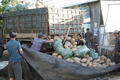 Khánh Hòa: Bí đỏ ế ẩm chất đống