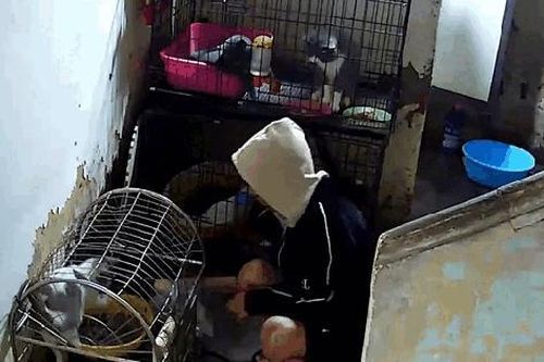 Nghe bạn gái nói thích mèo, nam thanh niên liền có hành động 'lạ' trong quán ăn ở Hà Nội