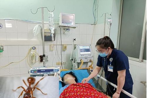 Kiến đốt khiến một phụ nữ sốc phản vệ nguy kịch