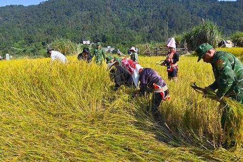 Chiến sỹ biên phòng giúp người dân Đồng Văn gặt lúa
